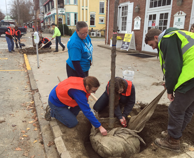 WPC staff and volunteers plant street trees in Ligonier, fall 2015.