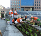 Volunteers plant flowers at Faith Gallo Memorial Garden, Downtown Pittsburgh