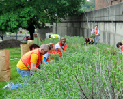 Volunteers weed at the Grant Street at First Avenue community flower garden, Downtown Pittsburgh
