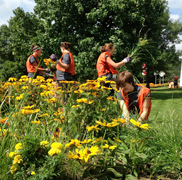 Volunteers weed in the summer at The Point Flower Garden at Liberty Ave. & Commonwealth Place - Downtown Pittsburgh