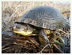 Blanding's turtle