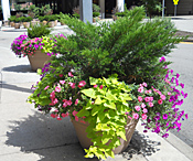 Summer planters, 2011