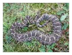 Eastern Massasauga Rattlesnake