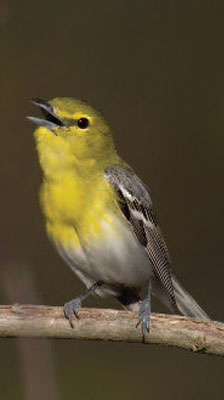 Yellow-throated vireo, a 