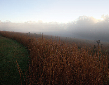 a misty field