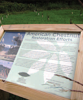 Interpretive sign at the Bear Run chestnut tree
demonstration area helps visitors understand
the efforts to restore this tree species.