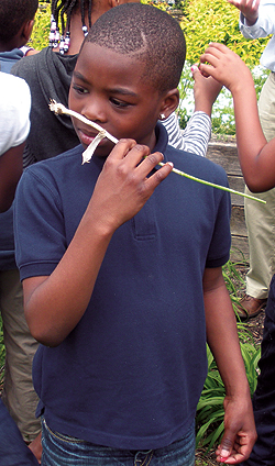 A student at Fulton Elementary School takes in the 
sights and smells of the school’s Nature Yard.  
