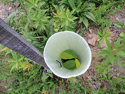 Biodegradable tubes protect potentially blight resistant chestnut saplings while they grow.