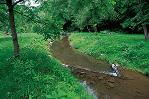 Adequate vegetative cover on stream banks prevents excessive erosion. 