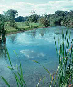 A scenic wetland
