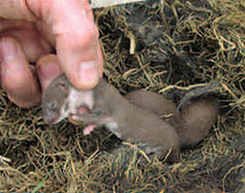 least weasels (Mustela nivalis)