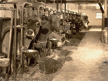 Kaufmann built a state-of-the-art
milking parlor for his cows.