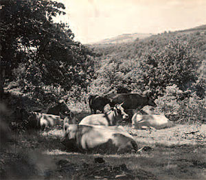 Kaufmann’s Jersey cows grazing in the pasture near the barn,
circa 1940.