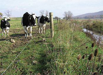 In addition to being a key tool for improving the water quality,
streambank fencing helps keep livestock healthier.
