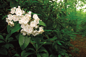 Mountain laurel blooms in Bear Run Nature Reserve in Fayette County, Pa. 
Photo courtesy of Greg Funka.