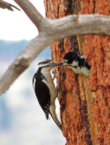 Hairy woodpecker (Picoides villosus) 