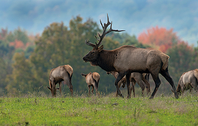 A herd of wild elk grazes in Elk County.