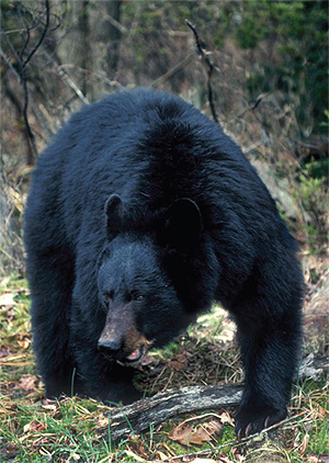 A Black Bear