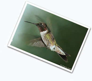 A photo of a hummingbird.