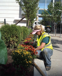 Landscaping services coordinator Angela Masters tends to mums at the convention center.