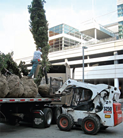 Trees arrive at the convention center site.