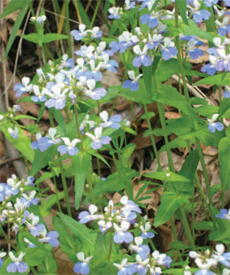 Blue-eyed Mary at Enlow Fork.