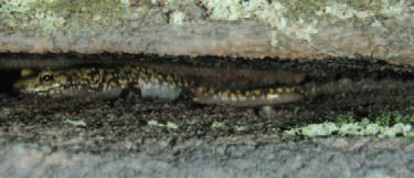 Green salamander