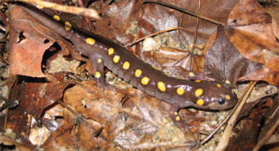 Nighttime visitors to Wolf Creek Narrows may see
spotted salamanders.
