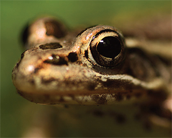 Pickerel frog.
Photo by: Greg Funka