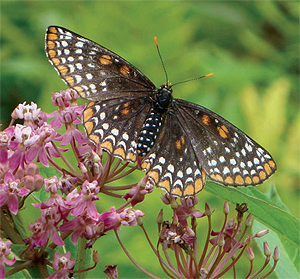 The Baltimore checkerspot butterfly
is commonly found in wetlands near
the French Creek watershed.