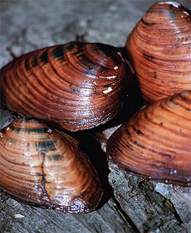 Rare species like the clubshell mussel live in
French Creek, which runs through this newly
protected property.
Photo by: Craig Stihler, U.S. Fish and Wildlife
Service