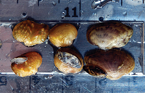 The grey zebra mussels attach themselves to various types of
juvenile mussels.