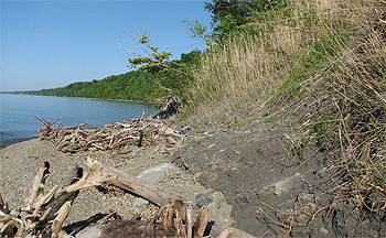 Phragmites grass growing along
the Lake Erie shoreline.
