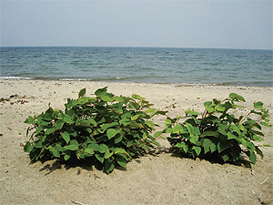 WPC scientists are trying to eliminate invasive species like the
Japanese knotweed that survive near Lake Erie.