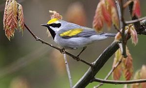 A small songbird, the golden-winged warbler is often gray with a yellow cap and wing bans.
Photo courtesy of: Mikey Lutmerding