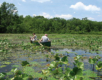 Thick mats of invasive water chestnut choke 
Lake Towhee in Haycock Township, 
Photo courtesy of Bucks County Conservation District 