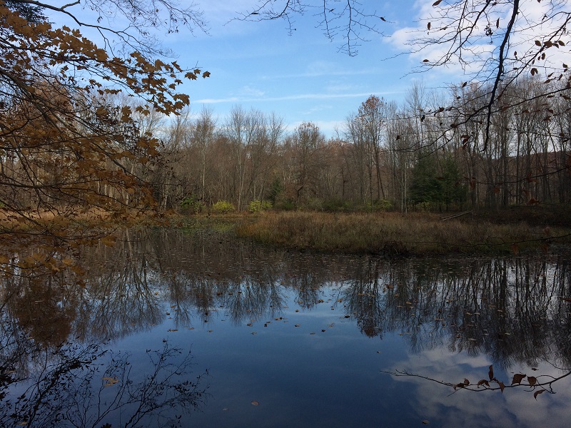 New addition to Helen B. Katz Natural Area-wetland-web