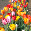 WPC - Beltzhoover Garden Tulips