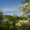 Scenic view of Tubmill Watershed with Dogwood Tree