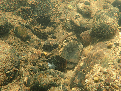 Reintroduced mussels in the Clarion River, photo by Alysha Trexler
