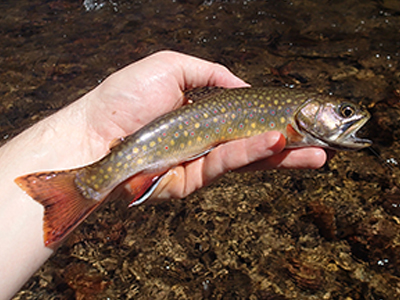 Brook trout assessment efforts