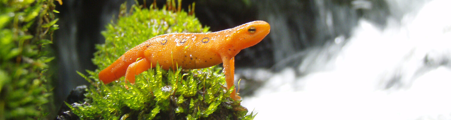 EBTC UNT Newt in unnamed tributary at the East Branch of Tionesta Creek