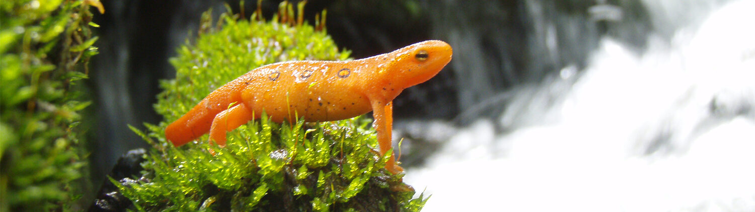 EBTC UNT Newt in unnamed tributary at the East Branch of Tionesta Creek