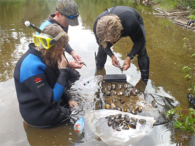 Fresh Water Mussel survey at Allegheny National Forest