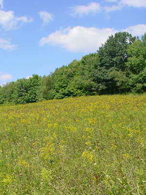 Spring Fields on one of WPC's preserves.
