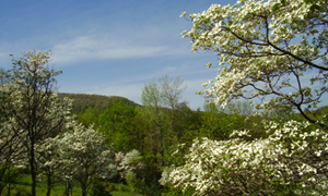 Tubmill Watershed - Dogwood Trees