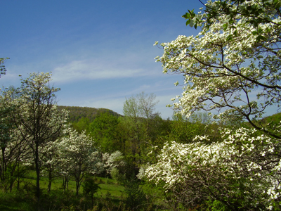 WPC - Tubmill Watershed - Dogwood Trees