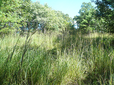 Sideoats grama grassland communities in central Pennsylvania.