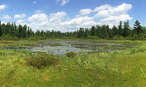 Peatland in Painter Creek, Lackawana County