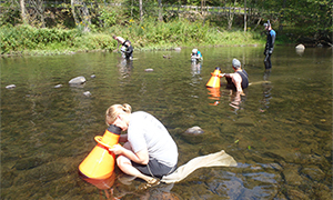 Staff survey for freshwater mussels in Sandy Creek.